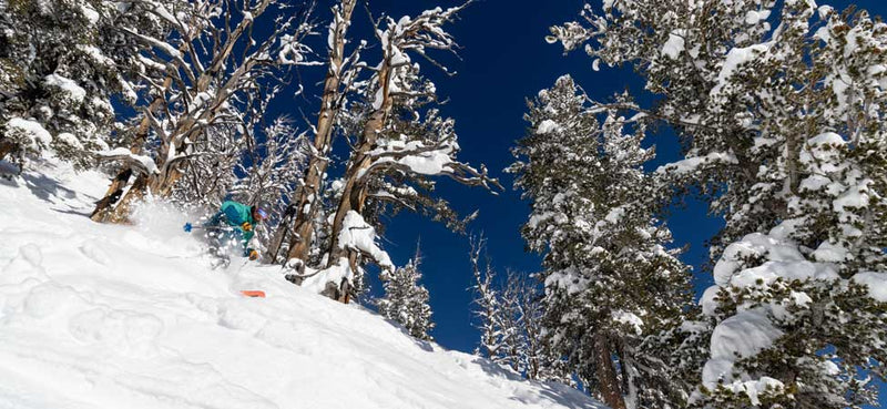 Jans Expert skiing in deep powder through trees at Solitude Resort, Utah.