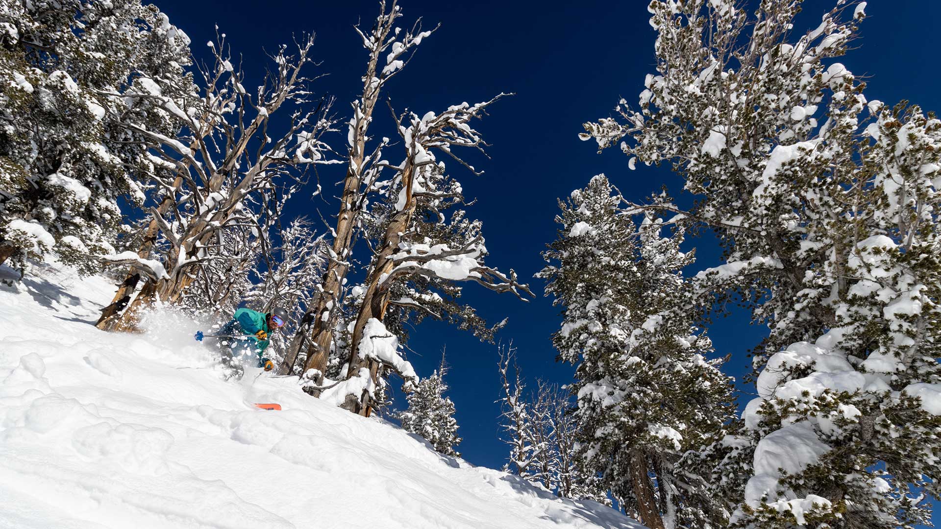 Jans Expert skiing through deep powder in the trees at Solitude Resort, Utah.