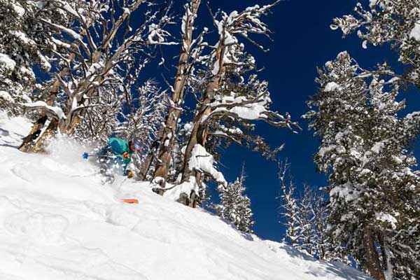 Jans Expert skiing in deep powder through trees at Solitude Resort, Utah.