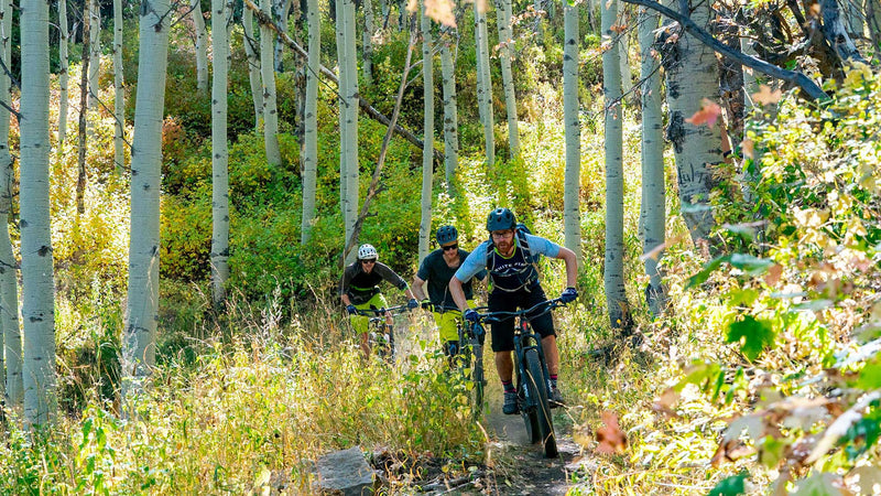 Three mountain bikers riding through a forest with aspen trees.
