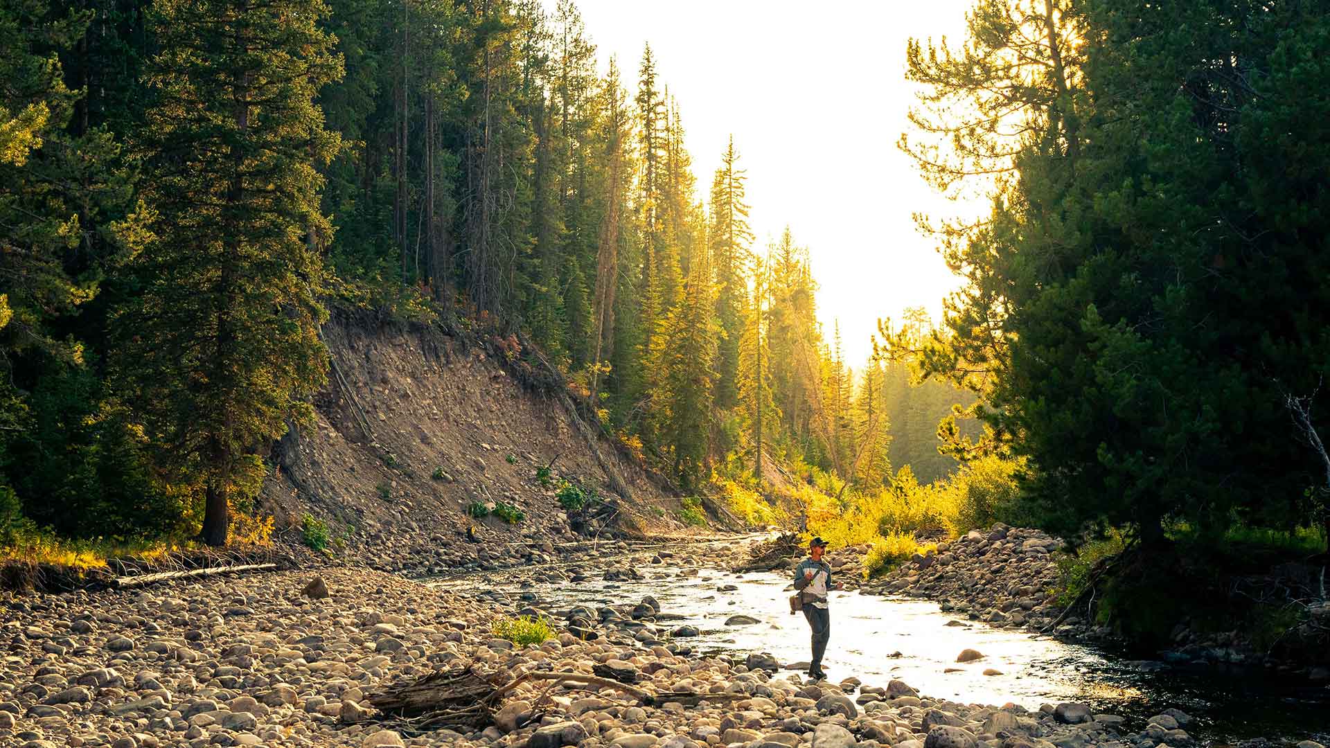 Person fishing in a stream surrounded by trees with a sunset in the background
